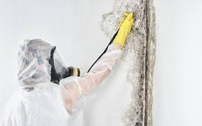 Best Mold Damage Restoration  in Greenfield, WI